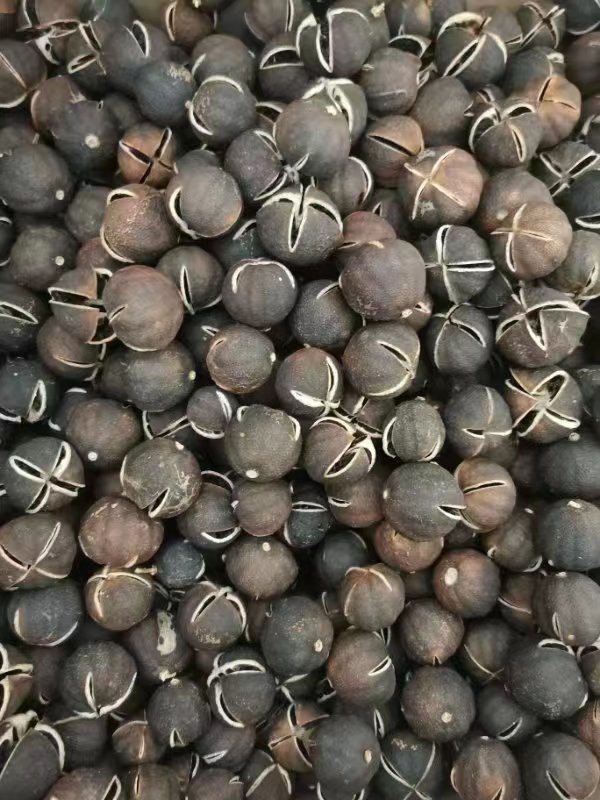 新会陈皮越陈越好的道理,新会陈皮为何不发霉