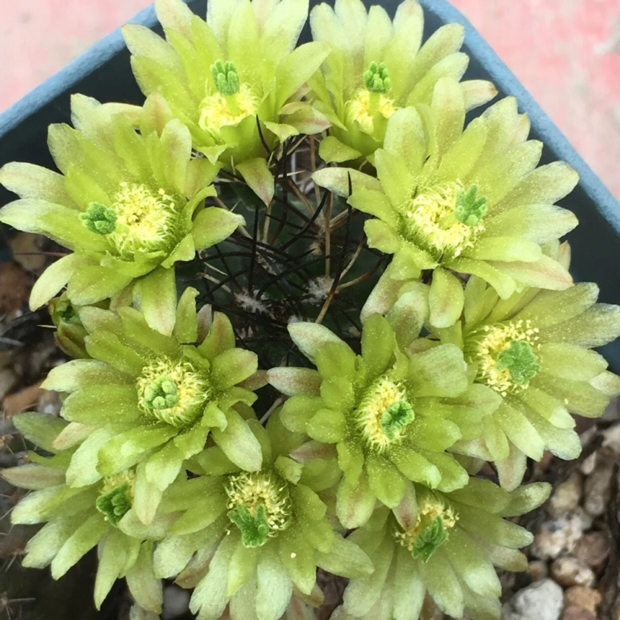 美丽/奇异花草欣赏系列——各种仙人球之“虾”