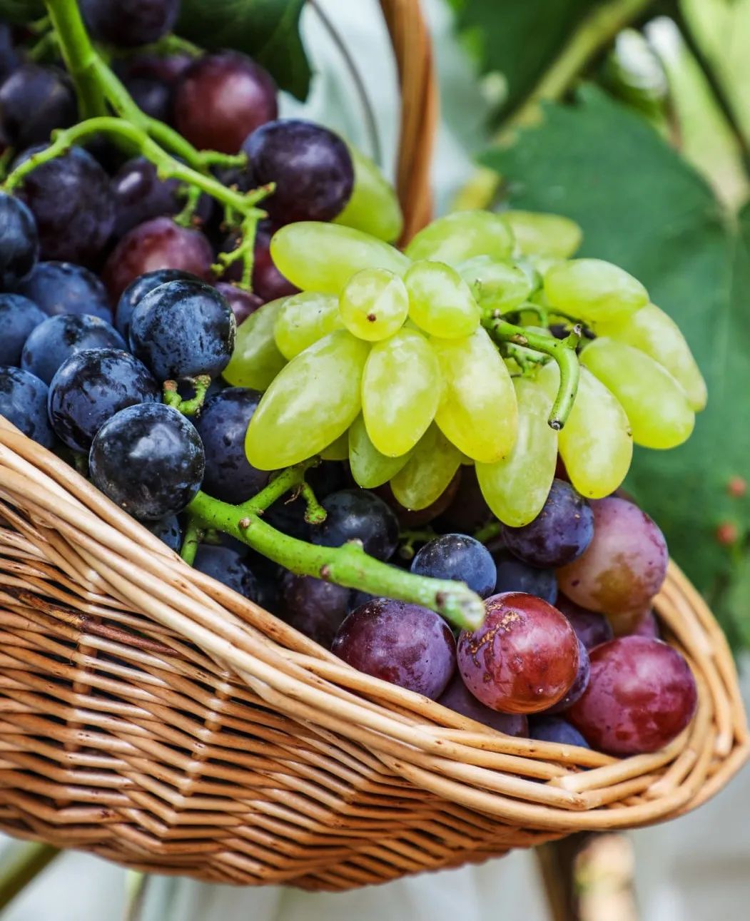 最好吃的爆浆葡萄,香甜爆汁葡萄