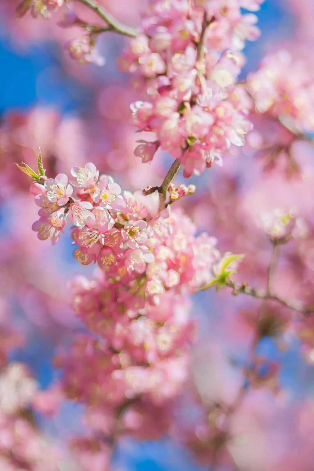 2016年至今昆明旅游的人数,2023年昆明旅游的人多吗