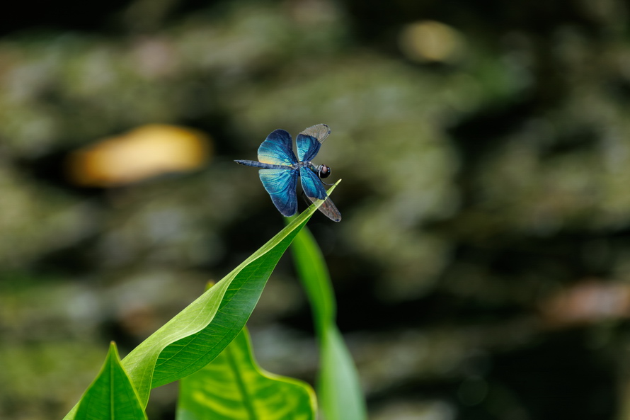 佳能eosr8打鸟,佳能eosr8拍视频变焦