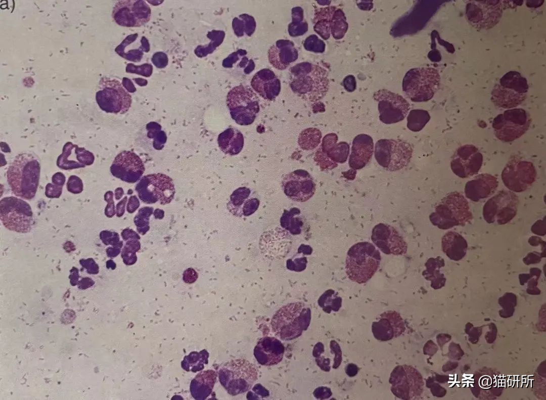 猫咪嘴巴突然肿了怎么办？真不是上火