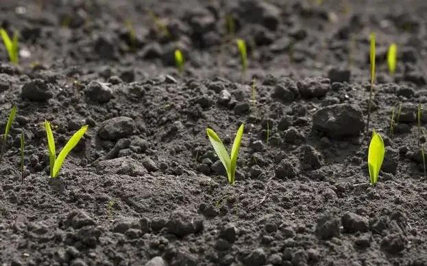 玉米播种怎样才能播得又快又好,玉米播种深浅有什么优缺点