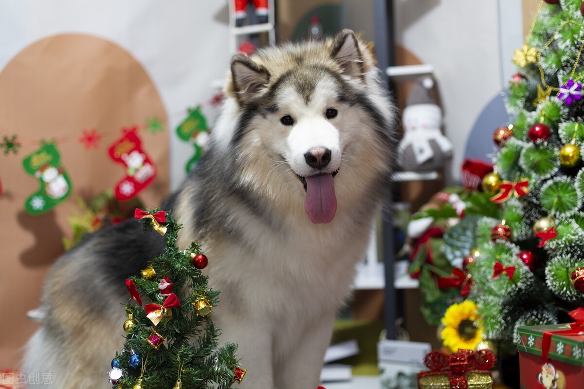 狗来例假要几天干净才正常,狗来月经要多久干净