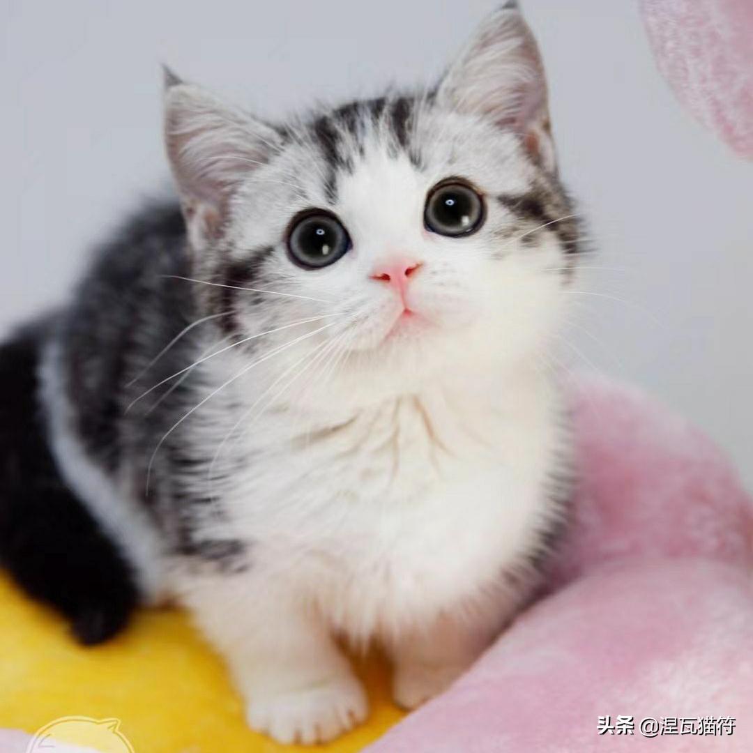 美短棕虎斑成年猫多少钱,美短虎斑猫有白毛领