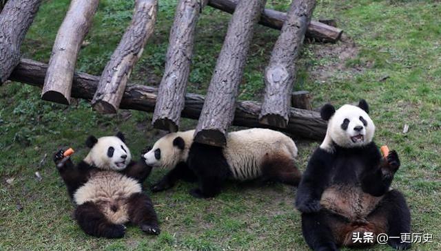 旅居美国的熊猫丫丫,旅美熊猫艰辛的回国之路