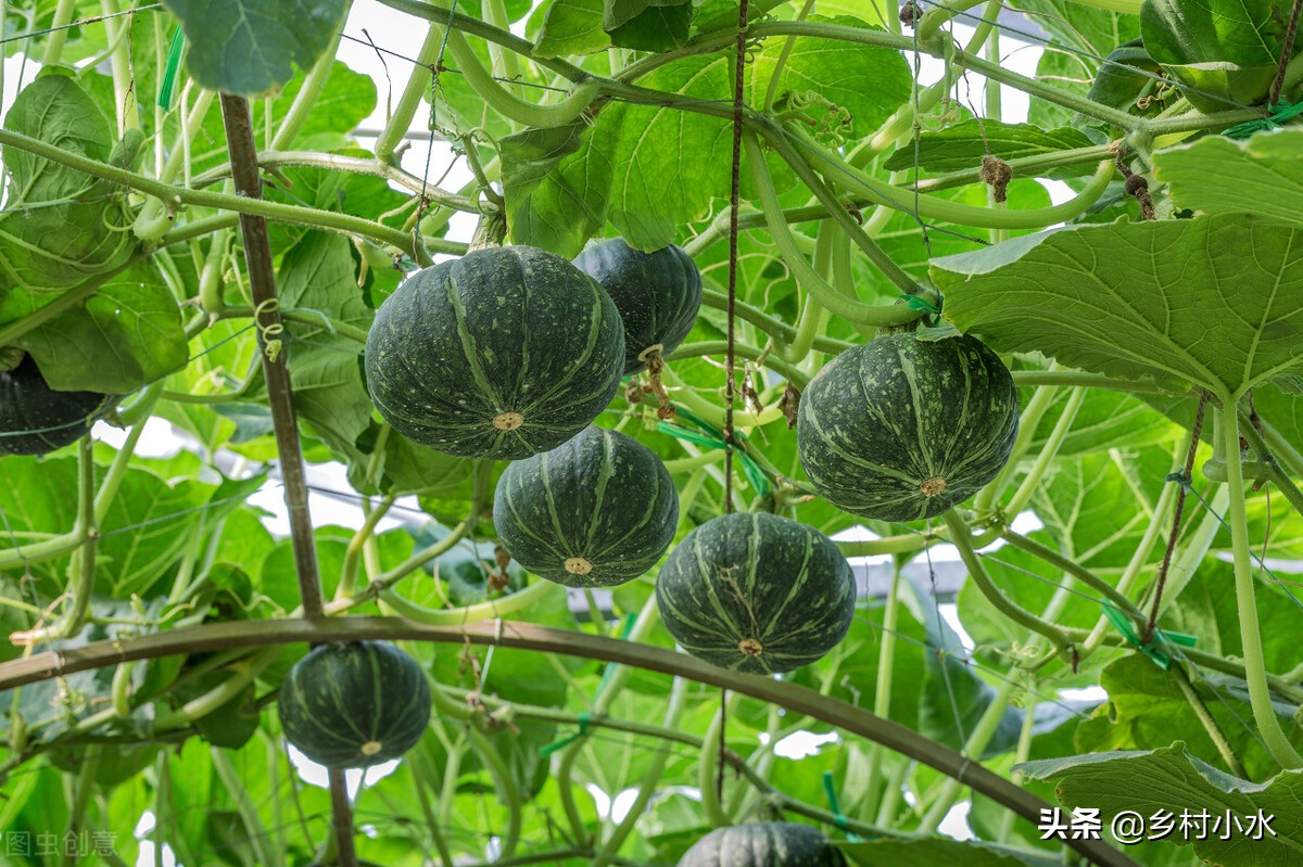 磷酸二氢钾怎么喷施最好,磷酸二氢钾喷施好还是冲施效果好