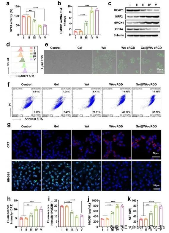 可注射水凝胶协同铁死亡免疫疗法用于肿瘤术后管理