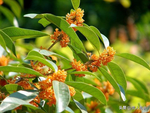 家中花卉的摆放,背景墙花卉摆放