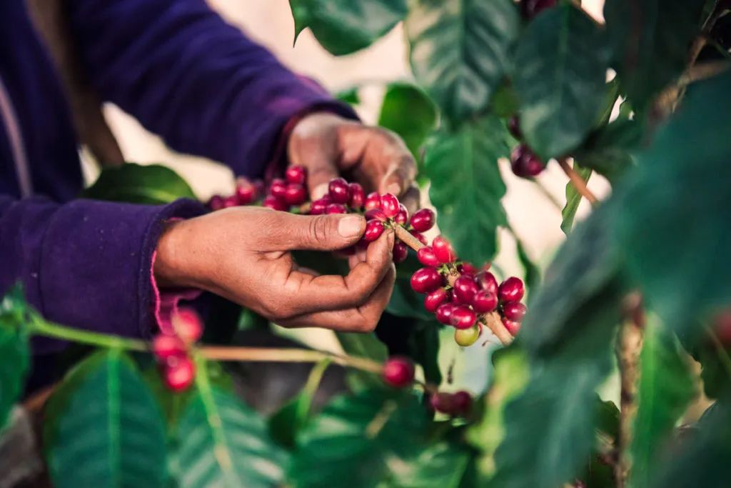 云南咖啡在追寻一个怎么样的“精品化”？