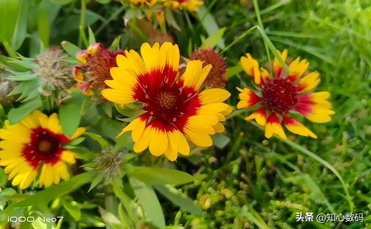 iqooneo5s和iqoo7哪个值得入手,iqooneo7使用感受优缺点