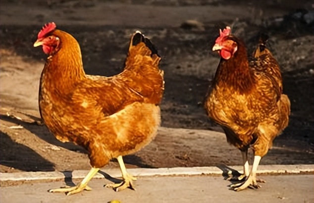 惠州大型养鸡场,十亩山林养殖3000只鸡