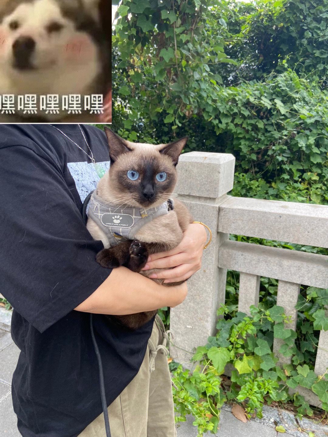 为什么越来越多人喜欢养橘猫,为什么养暹罗猫要有田园猫