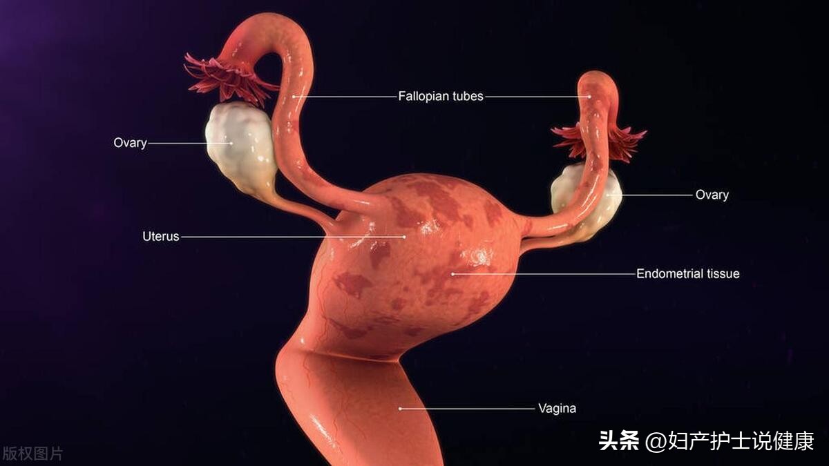 子宫女人天生就有吗,子宫女性