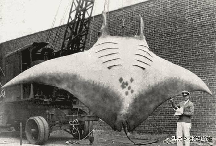 罕见照片，世界上胸最大的女人，女人舌头10.16厘米，你见过吗