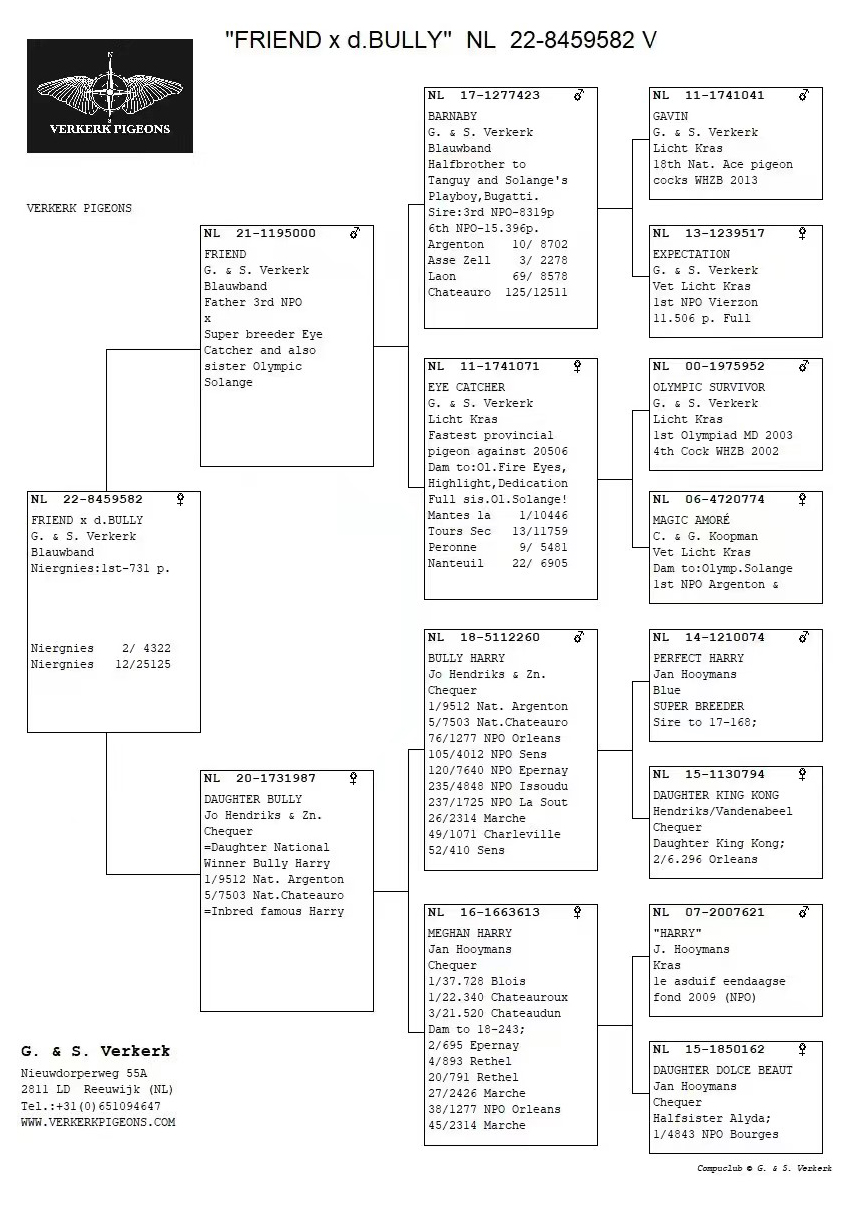 佛科克大名鸽,欧洲赛鸽重大赛事
