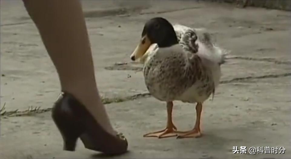 13年广西发现神奇鸭子，只给美女按摩能懂人话，禁提“煲汤”二字