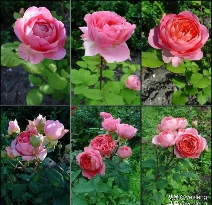 阿芒迪夏奈尔月季,阿芒迪娜夏奈尔香奈尔