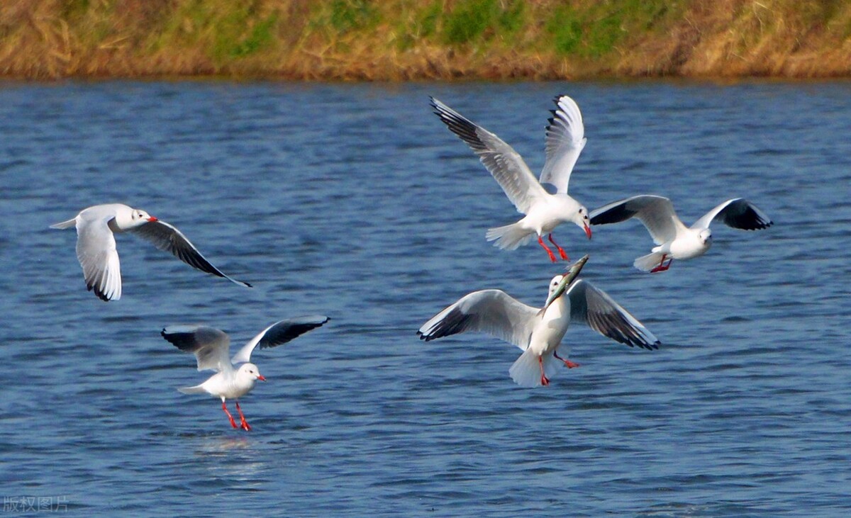 冲锋！华为年会口号“进攻是最好的防守”之下