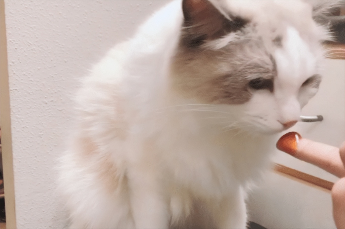 猫咪呕吐的原因及处理方法,猫咪呕吐的原因及处理办法