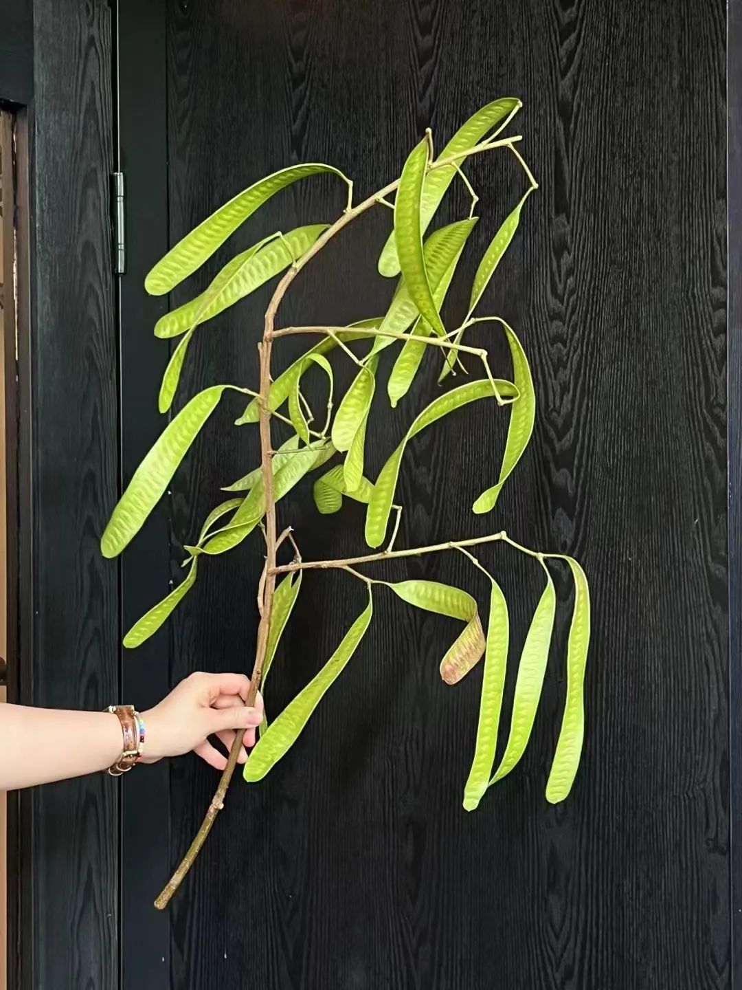 “野生”风格受欢迎——成都30平方米小花店，一年收入250万元