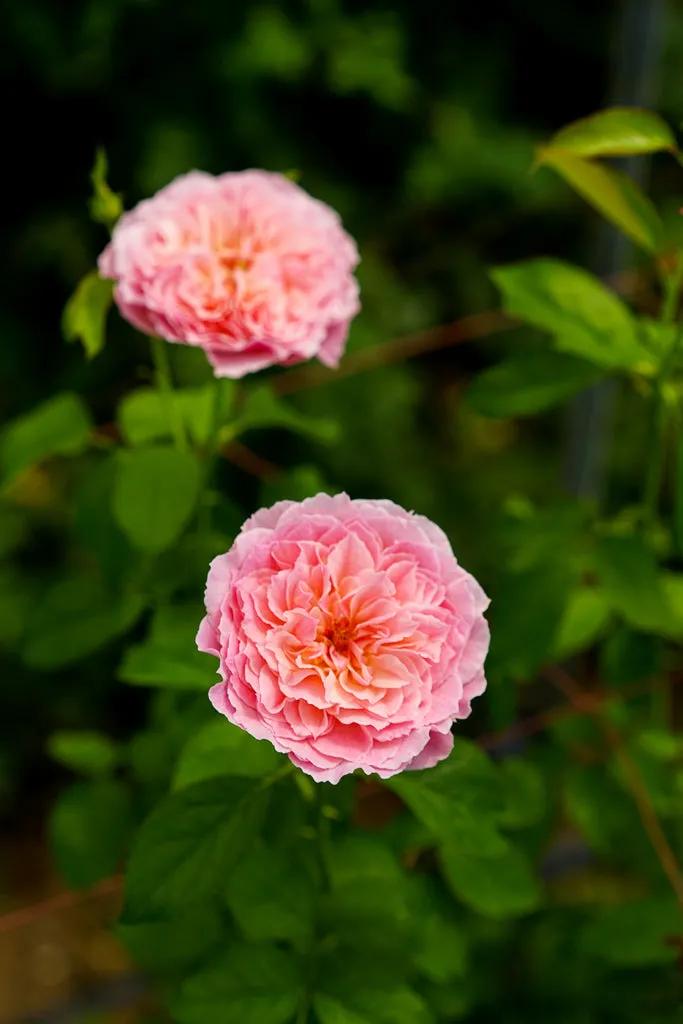 日本超微月季有几个品种,友禅系月季是什么意思