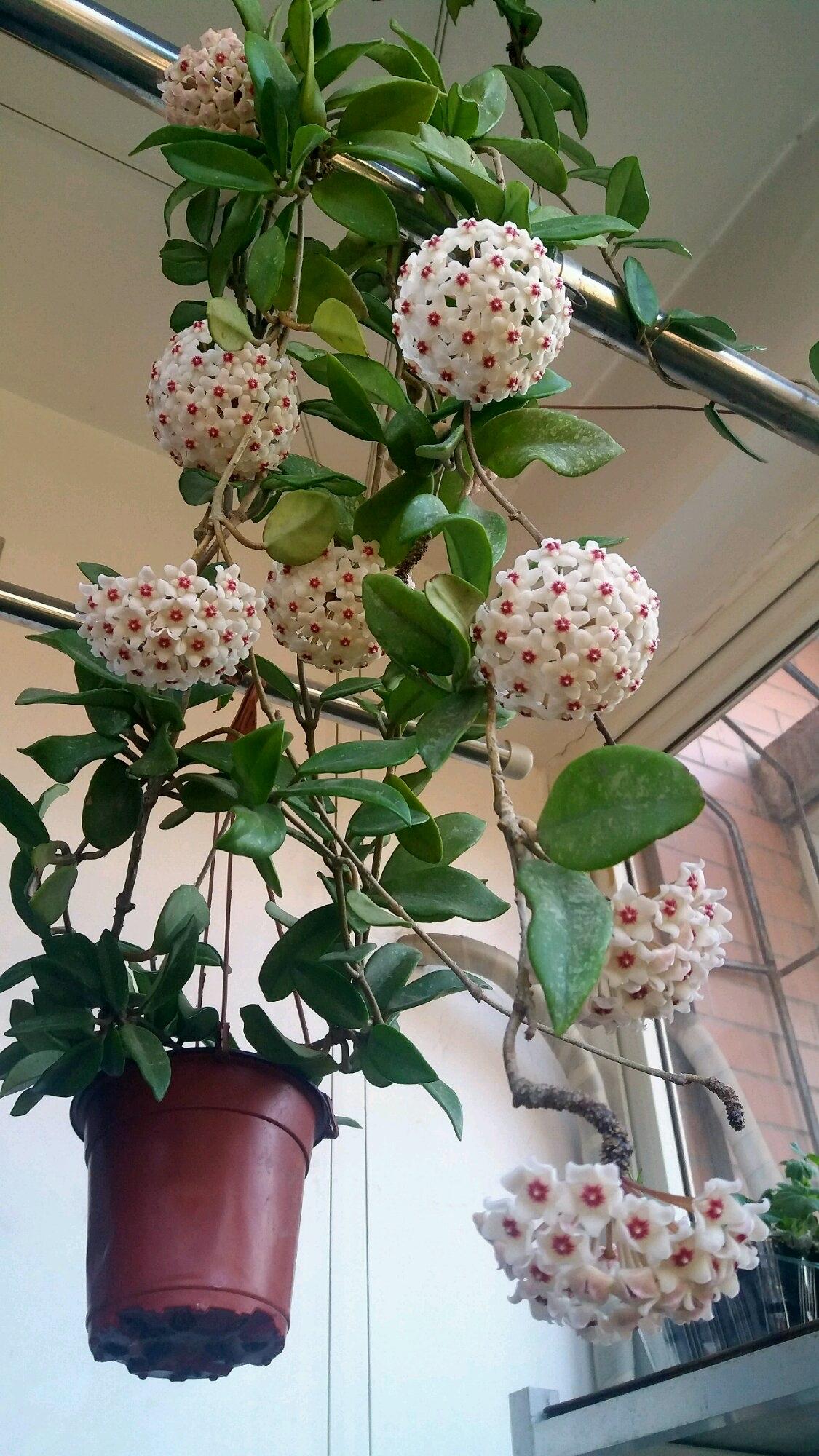 家里光线差就养这几种花,什么花散射光就可以养好