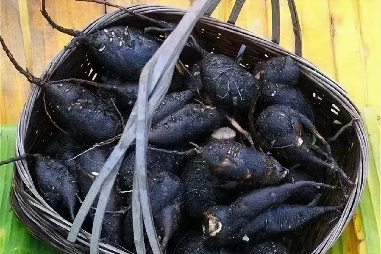 根类食物大全 (5种根菜类的食材)