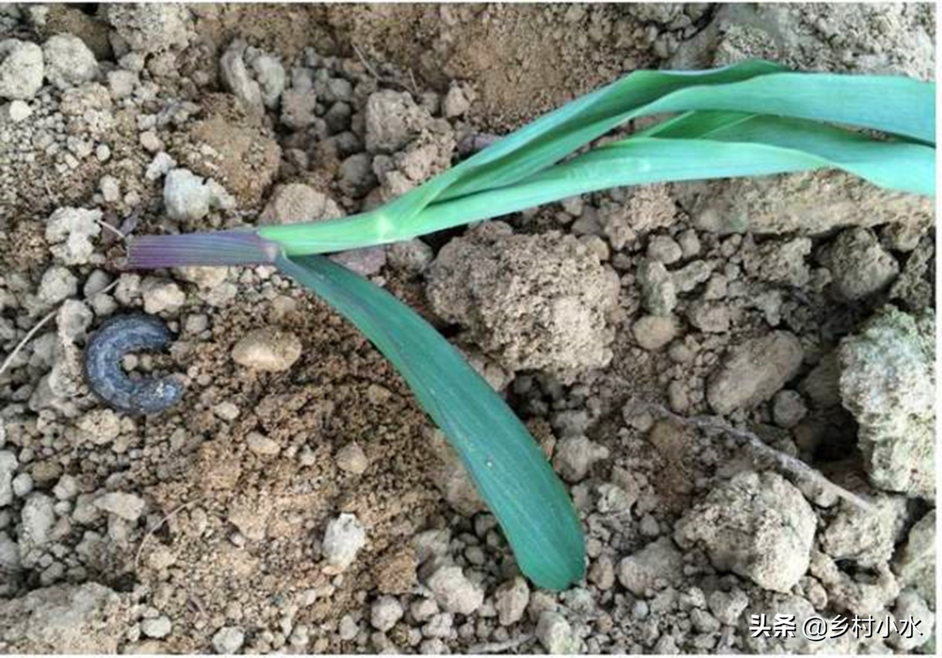 玉米地老虎的最佳防治方法,玉米小地老虎防治方法