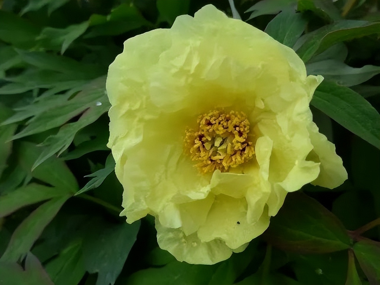 这个牡丹中的稀有品种，你知道是怎么培育出来的吗？