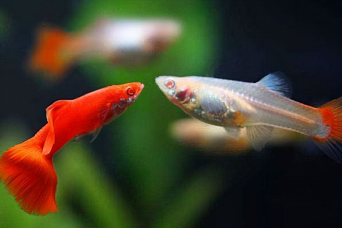 一年吃掉几千只蚊子,一年可以吃掉3千只蚊子