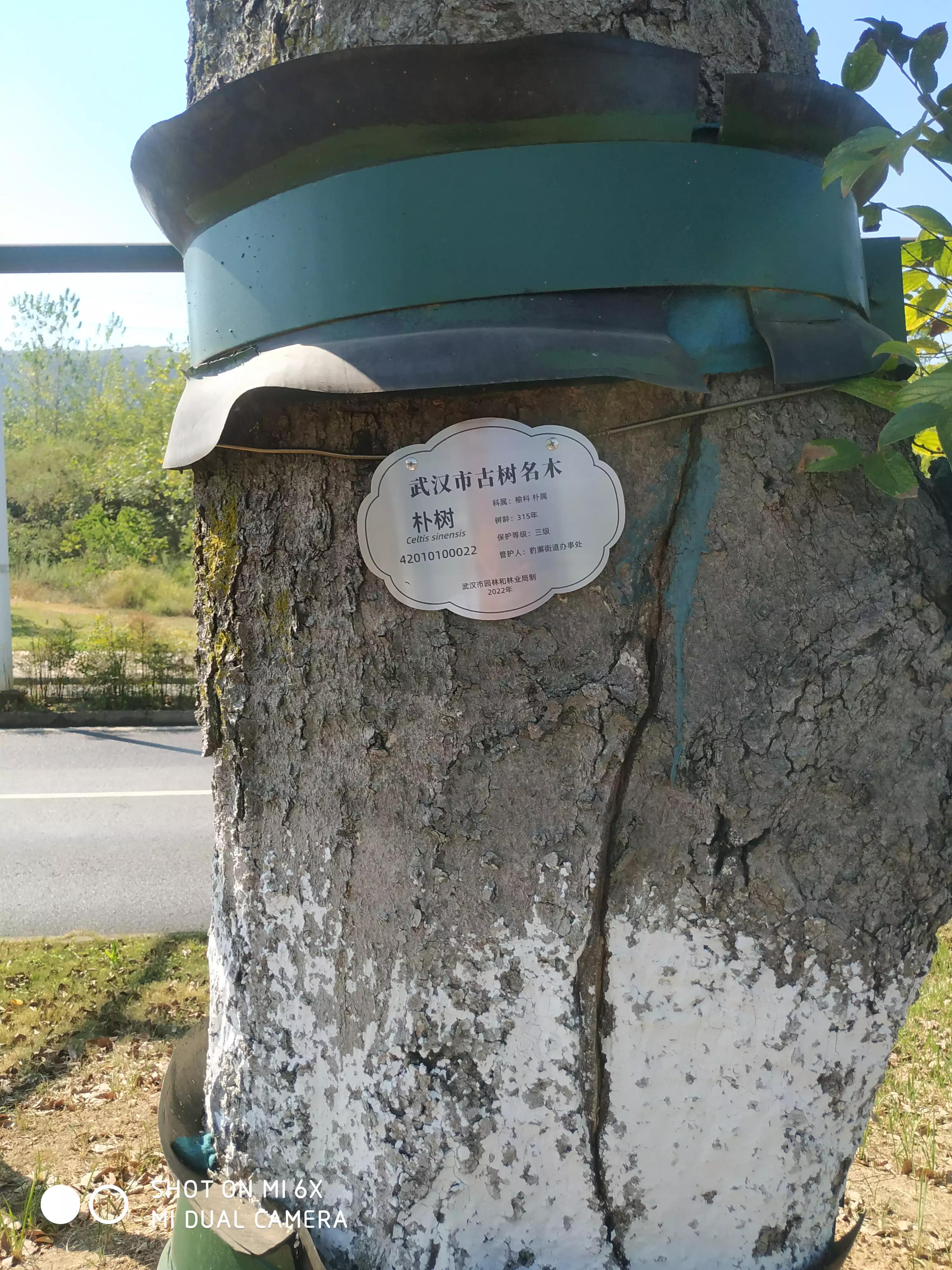 藤子树,藤子树图片大全