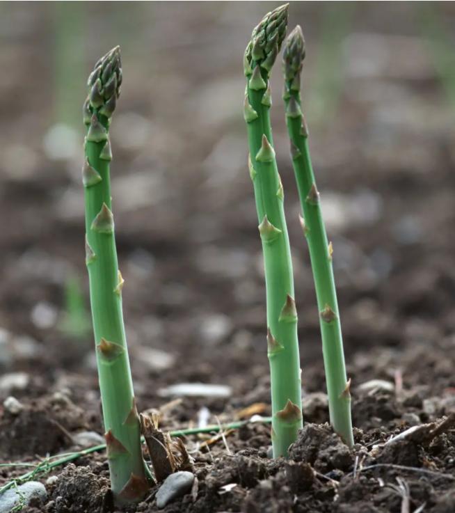 一个村庄的记忆（芦笋）