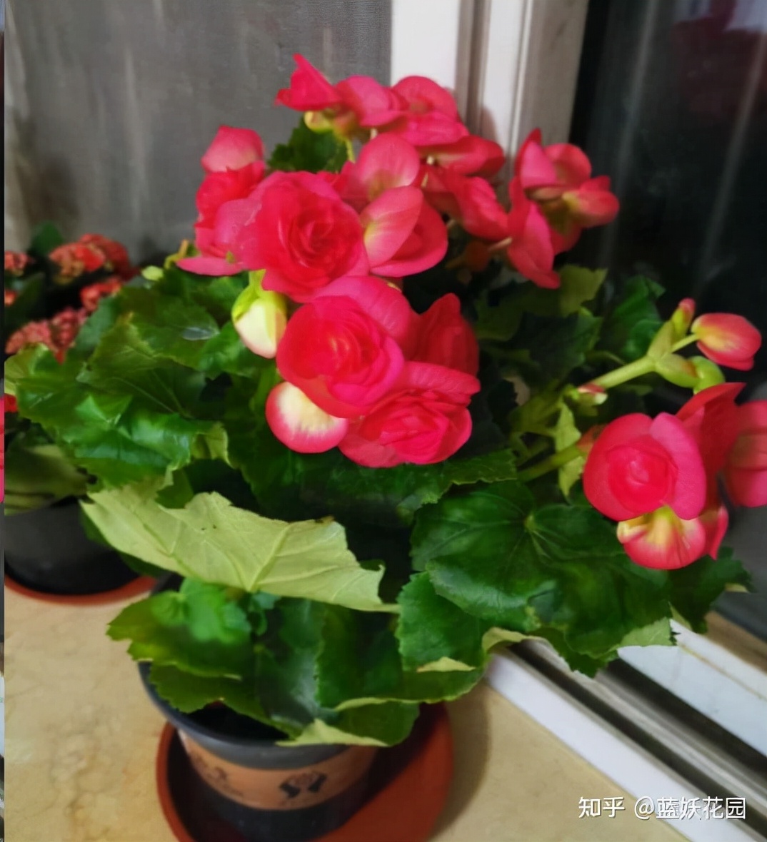 丽格海棠怎么才能养好,怎么才能养好丽格海棠花