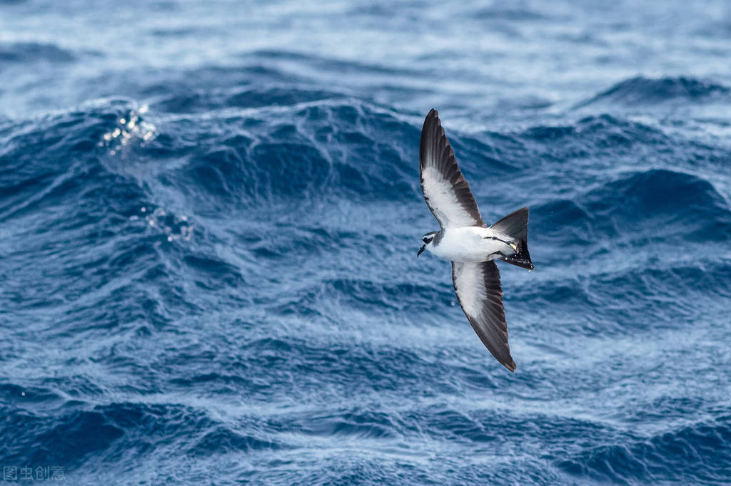《海燕》仿写妙文之：卖水、卖辣条……让毛爷爷来得更多些吧