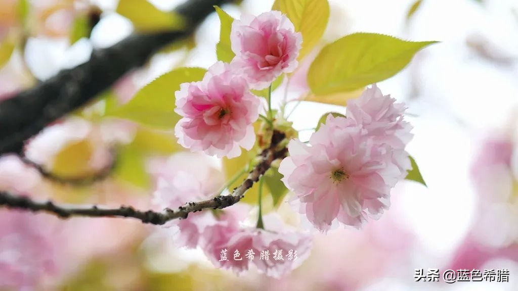 人间四月天桃红柳绿雪纷飞,人间四月天花红草绿