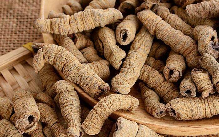 巴戟天千斤拔牛大力泡酒功效作用,千斤拔牛大力巴戟天杜仲泡酒功效