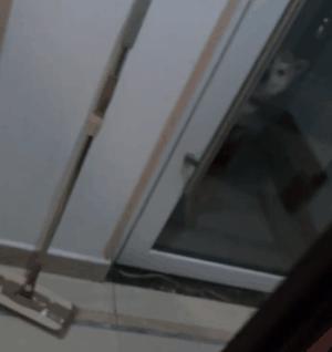 小姐姐和邻居小狗发展迅速，几天后竟然都“滚床单”啦~