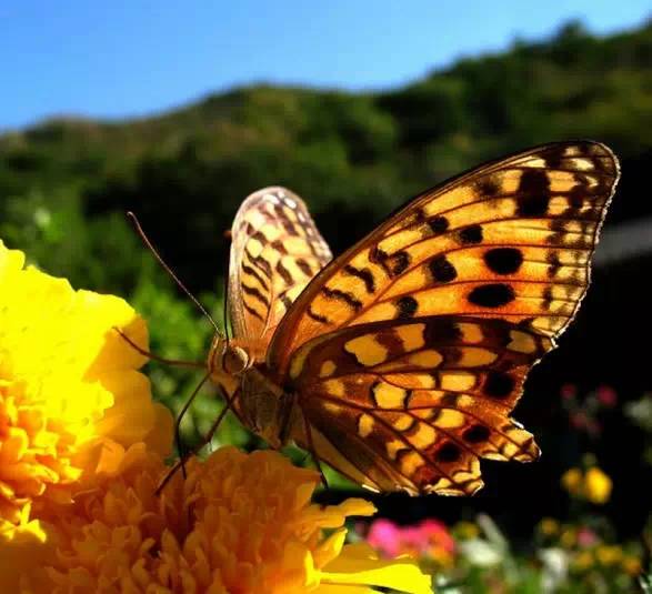 分享——自然界最美丽的蝴蝶,优美的身姿,轻盈的体态飘舞花丛中