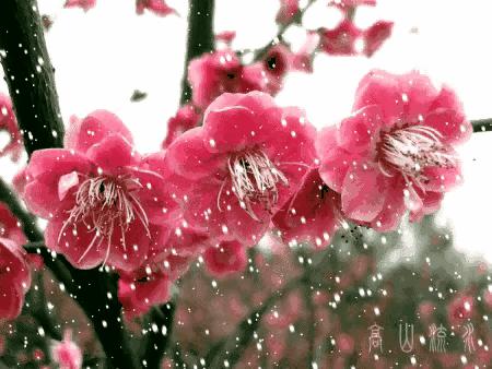 紫石金麟|咏梅七律三十韵②（二叠韵合集）