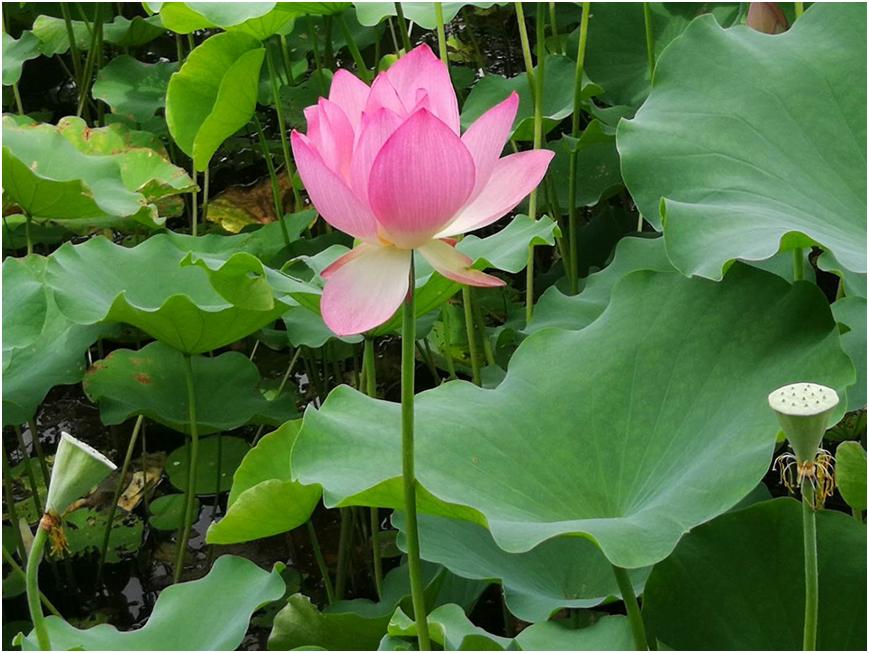 挥汗抛诗消暑气赏荷听雨作秋声