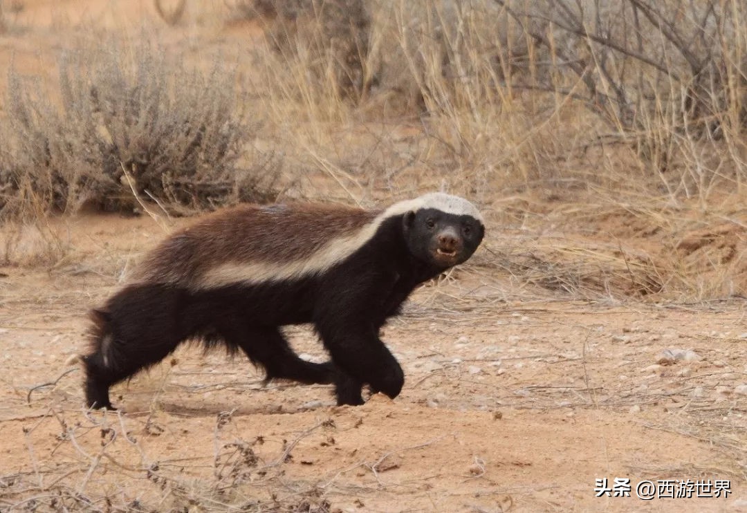 鼬鼠本领,鼬科动物为什么这么敏捷