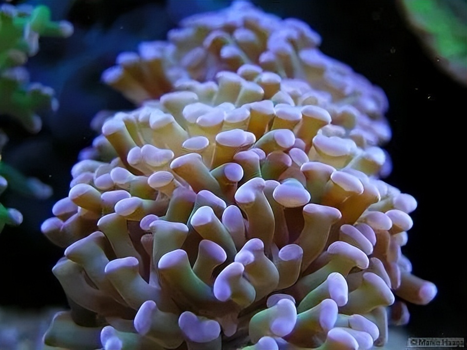 海水珊瑚缸鹦鹉螺,海水缸珊瑚视频大全