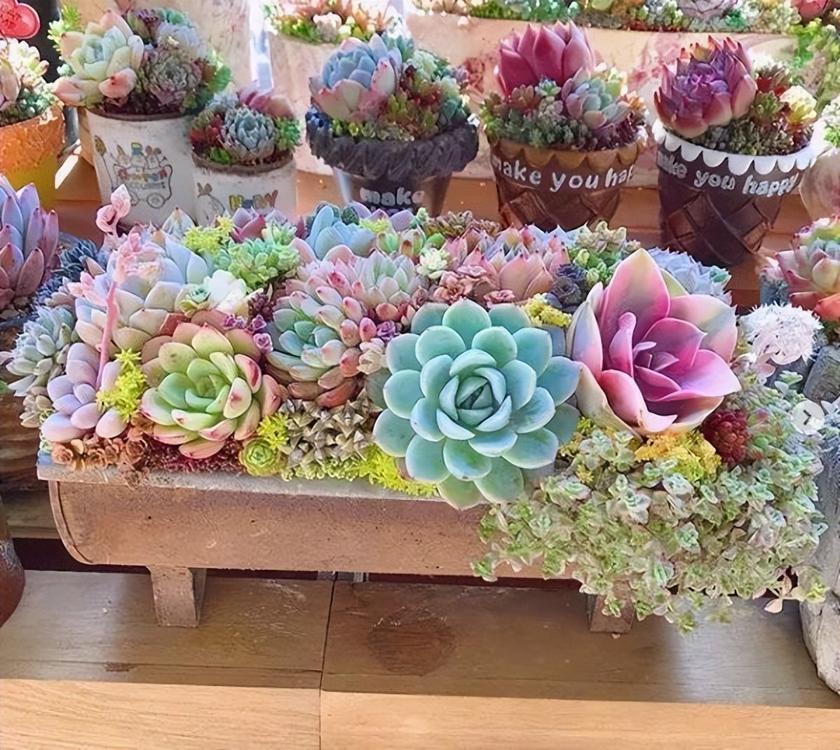 超全的100种常见多肉植物图谱,几种常见多肉植物的超详细介绍