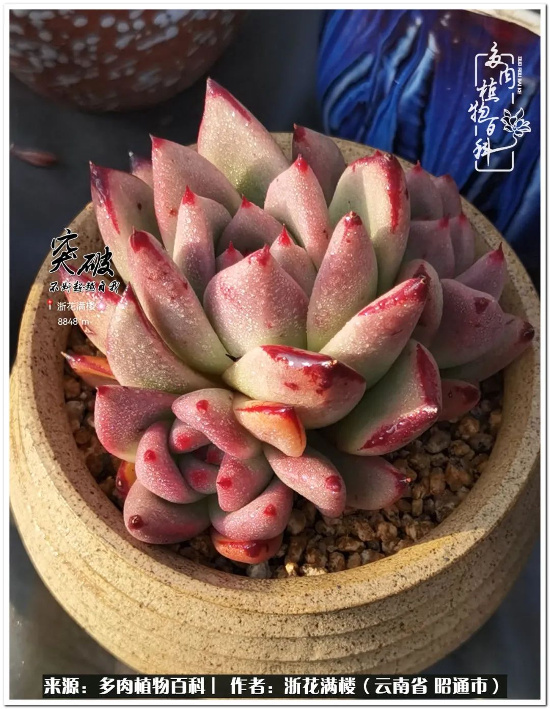 奔跑吧跑步,奔跑吧多肉盆栽