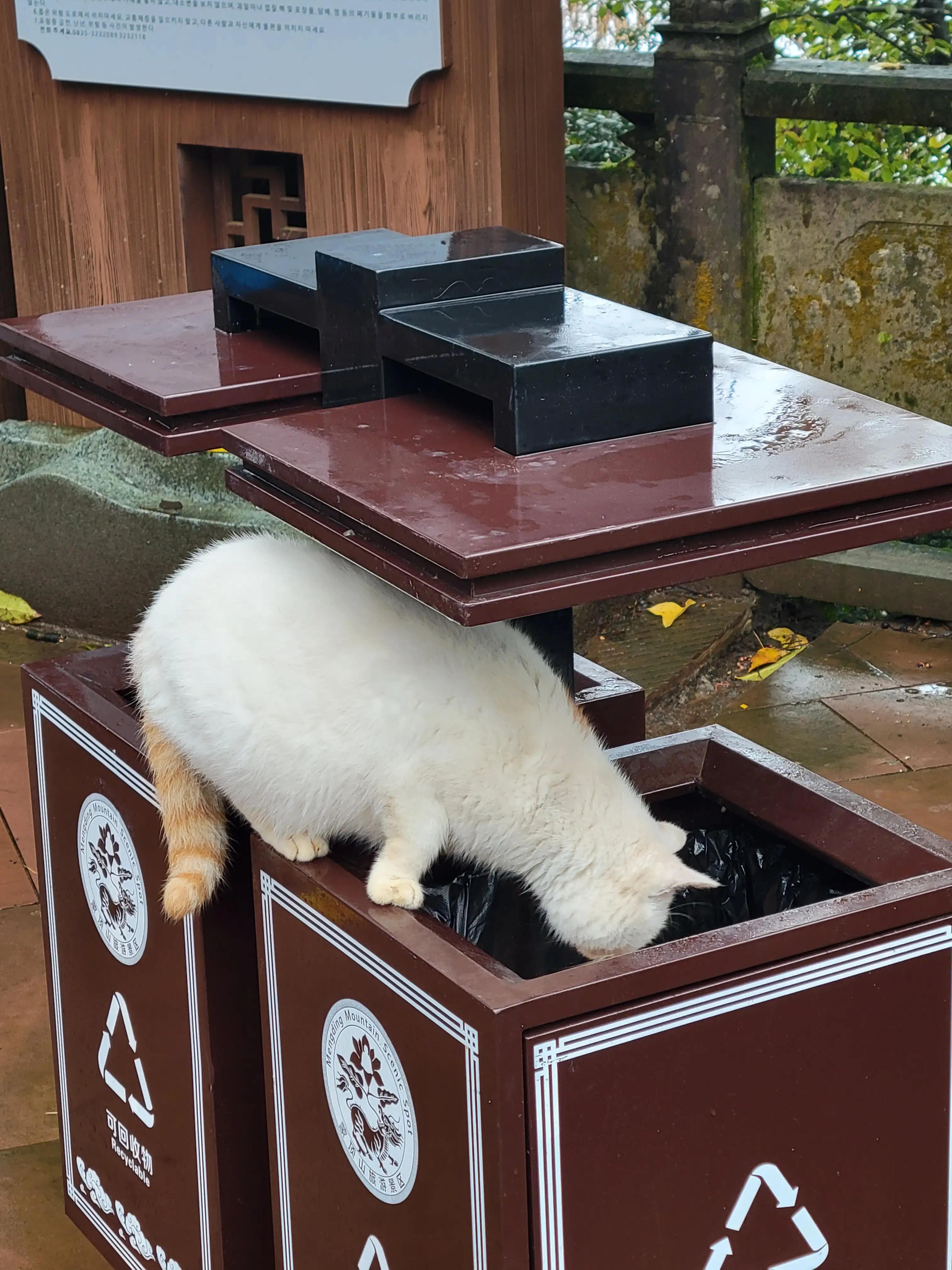 雅安蒙顶山一日游攻略,雅安蒙顶山风景区旅游攻略