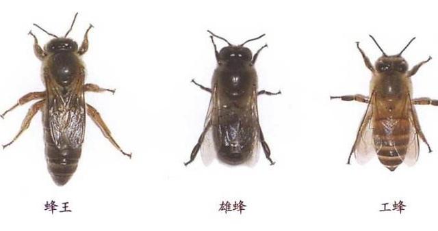 中国最大蜜蜂蜂巢,蜜蜂最高能飞几楼