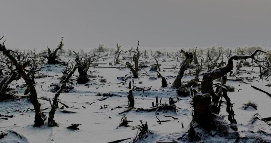 来自塔里木《塔河文苑》：睡着的胡杨