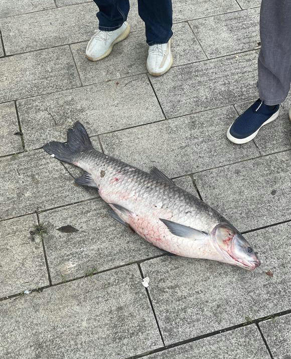 河道钓鱼大军壮观视频,河边钓鱼大军