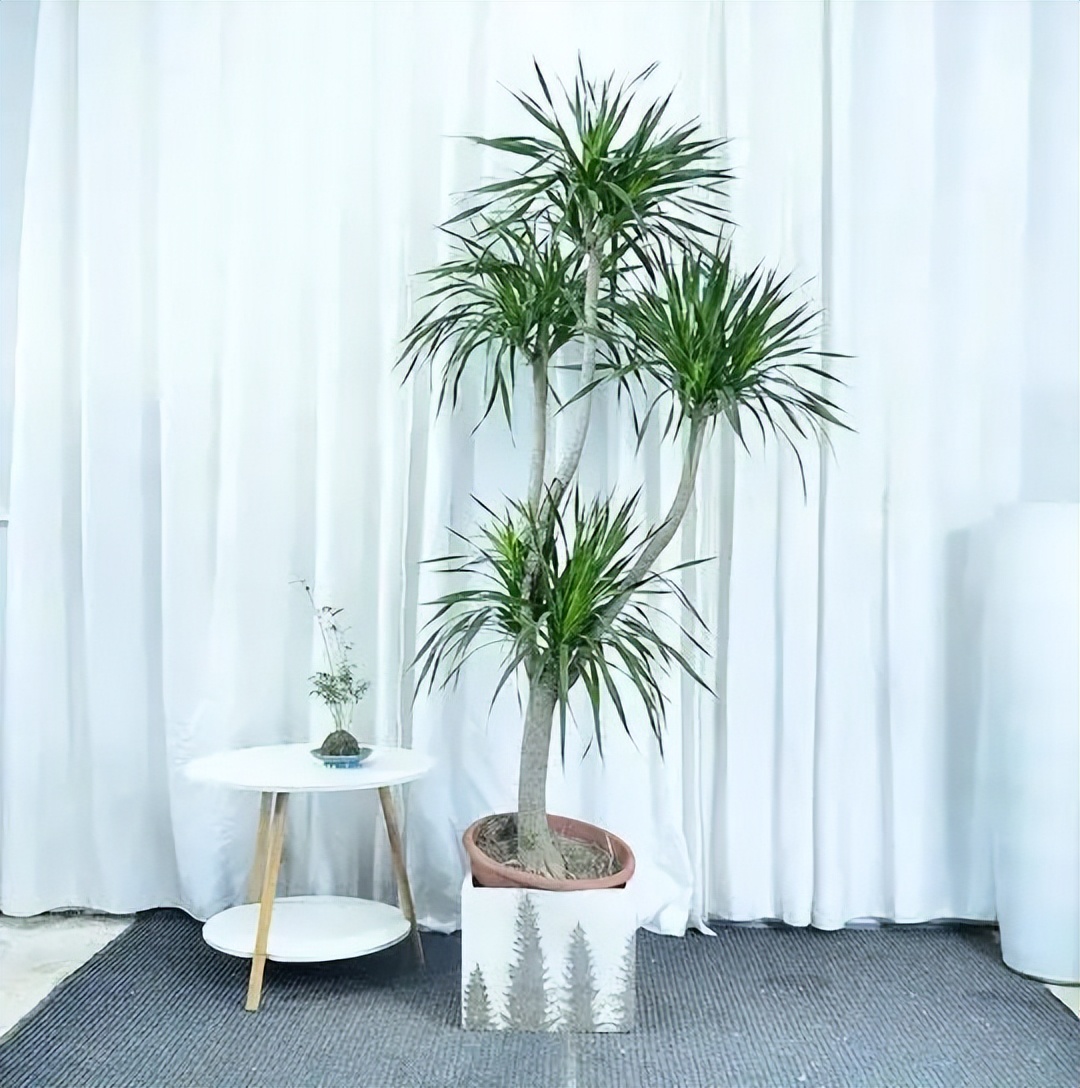 朝阳客厅绿植大叶,十件最适合在客厅养的易活绿植